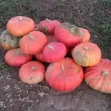 Walker Farm photo