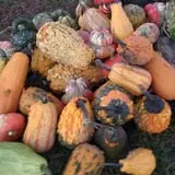 Walker Farm photo