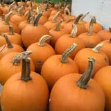 Schuett Farms photo