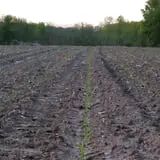 Schuett Farms photo