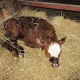 Schuett Farms photo