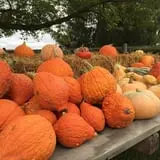 Schuett Farms photo
