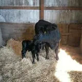 Schuett Farms photo