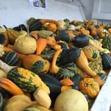 Schuett Farms photo