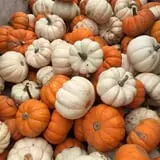 Schuett Farms photo