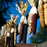 Schuett Farms photo