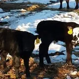 Schuett Farms photo