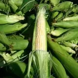 Schuett Farms photo