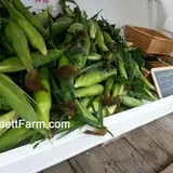 Schuett Farms photo
