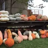 Schuett Farms photo