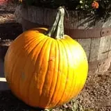 Klein Cider Mill and Market LLC photo