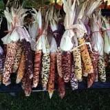 Country Pumpkins Pumpkin Patch & Fall Festival photo