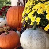Country Pumpkins Pumpkin Patch & Fall Festival photo