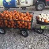 Country Pumpkins Pumpkin Patch & Fall Festival photo