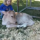 Country Pumpkins Pumpkin Patch & Fall Festival photo