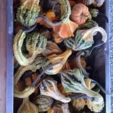 Country Pumpkins Pumpkin Patch & Fall Festival photo