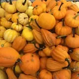 Country Pumpkins Pumpkin Patch & Fall Festival photo