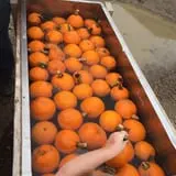 Country Pumpkins Pumpkin Patch & Fall Festival photo
