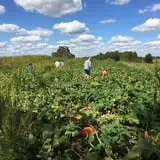 Country Pumpkins Pumpkin Patch & Fall Festival photo