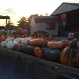 Country Pumpkins Pumpkin Patch & Fall Festival photo