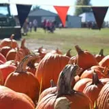 Country Pumpkins Pumpkin Patch & Fall Festival photo