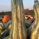 Country Pumpkins Pumpkin Patch & Fall Festival photo