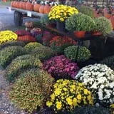 Country Pumpkins Pumpkin Patch & Fall Festival photo