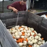 Country Pumpkins Pumpkin Patch & Fall Festival photo