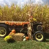 Country Pumpkins Pumpkin Patch & Fall Festival photo