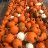 Country Pumpkins Pumpkin Patch & Fall Festival photo
