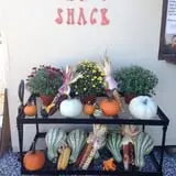 Country Pumpkins Pumpkin Patch & Fall Festival photo