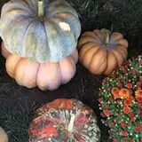 Country Pumpkins Pumpkin Patch & Fall Festival photo