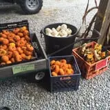 Country Pumpkins Pumpkin Patch & Fall Festival photo