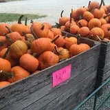Country Pumpkins Pumpkin Patch & Fall Festival photo