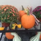 Country Pumpkins Pumpkin Patch & Fall Festival photo