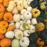 Country Pumpkins Pumpkin Patch & Fall Festival photo
