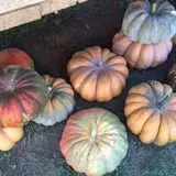 Country Pumpkins Pumpkin Patch & Fall Festival photo