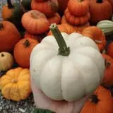 Country Pumpkins Pumpkin Patch & Fall Festival photo