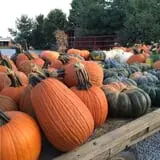 Country Pumpkins Pumpkin Patch & Fall Festival photo