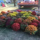 Country Pumpkins Pumpkin Patch & Fall Festival photo