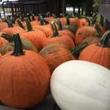 Country Pumpkins Pumpkin Patch & Fall Festival photo