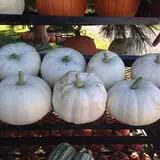 Country Pumpkins Pumpkin Patch & Fall Festival photo