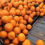 Country Pumpkins Pumpkin Patch & Fall Festival photo