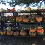 Country Pumpkins Pumpkin Patch & Fall Festival photo