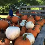 Country Pumpkins Pumpkin Patch & Fall Festival photo