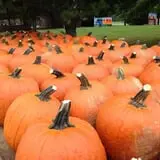 Country Pumpkins Pumpkin Patch & Fall Festival photo