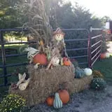 Country Pumpkins Pumpkin Patch & Fall Festival photo