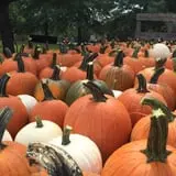 Country Pumpkins Pumpkin Patch & Fall Festival photo