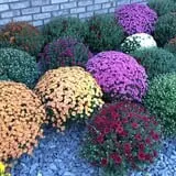 Country Pumpkins Pumpkin Patch & Fall Festival photo