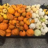 Country Pumpkins Pumpkin Patch & Fall Festival photo